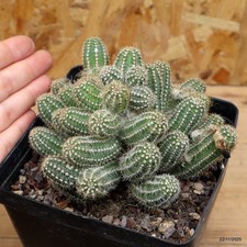 Chamaecereus sp. Vaso 12 cm
