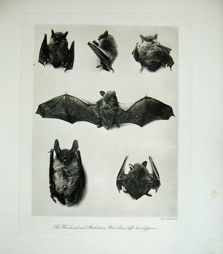 Stampa 1904 pipistrelli - stampa,