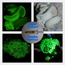 Fungo luminoso | Coltura liquida/Glow in the Dark Liquid Culture (Panellus stipticus)