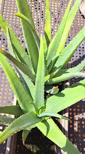 Pianta aloe vera - pianta,