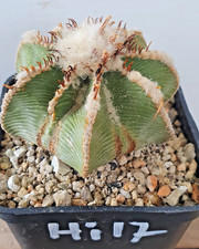 Aztekium hintonii sulle