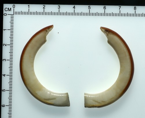 Bellissimi denti di - 2,