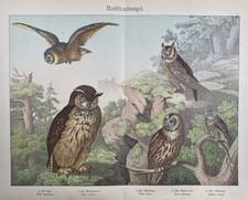 grafica antica fauna