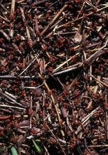 386885 Nido di formiche rosse