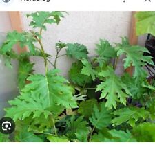 200 Semi Di Solanum chrysotrichum Albero Delle Melanzane E Altro Raccolti 5 8 25