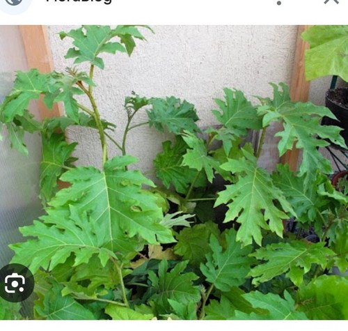 200 semi solanum - semi,