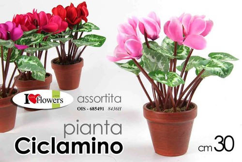 Pianta ciclamino con - ciclamino, cm