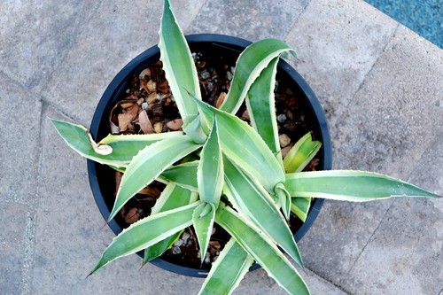 Agave ovatifolia variegated - agave,
