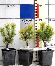 Pinus mugo "Ophir", con -in