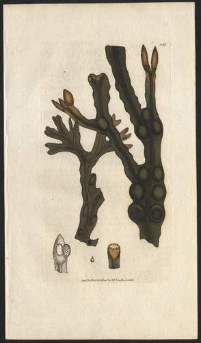 1802 gravure aquarellée - gravure,