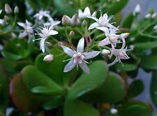 FOTO WEB 1 Piantina Grassa Crassula Ovata, a radice nuda,+OMAGGIO