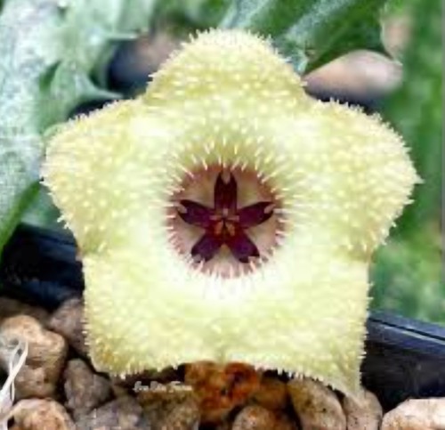 Stapelianthus cristallo - stapelianthus, "cristallo