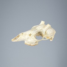 534SKU Teschio di capriolo