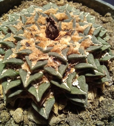 Ariocarpus kotschoubeyanus old - ariocarpus,