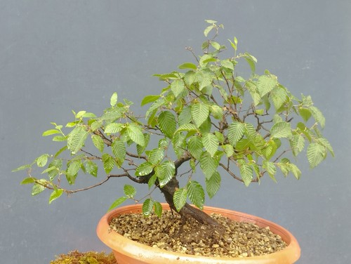 Bonsai olmo campestre 30x10cm - bonsai,