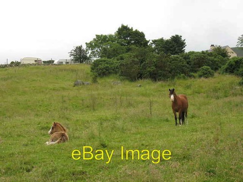 Photo 6x4 mare and foal - foal, off
