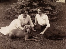 WEIMARANER CHARMING DOG