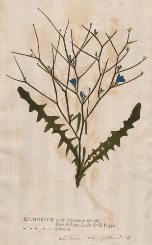 Fiori cicoria wegwarte - di,