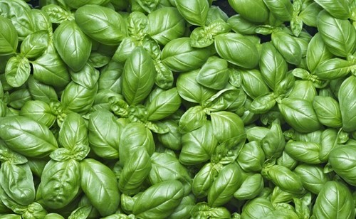 Semi sementi basilico italiano - semi,