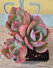 Echeveria neon - echeveria,