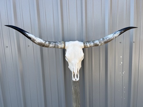 Longhorn teschio sterzo - longhorn,
