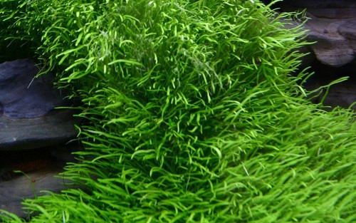 Piante per acquario - per,