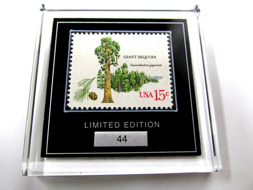 Bellissima sequoia gigante - bellissima,