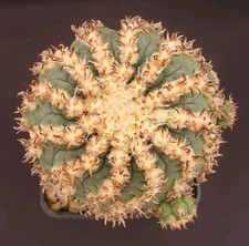 Gymnocalycium spegazzinii var