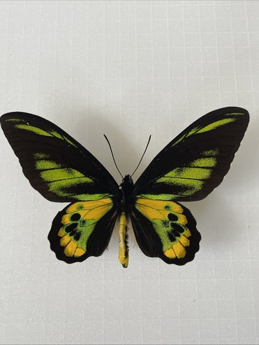 *Ornithoptera