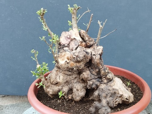 Bonsai olivastro 47x40cm - olivastro,