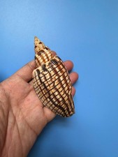 108,9 mm | Lyria Kurodai | F+++ | Taglia grande | Colore scuro | Bellissima conchiglia