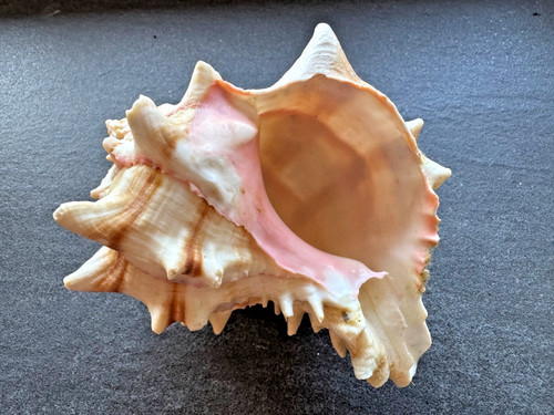 Murex gigante muricidae - murex,