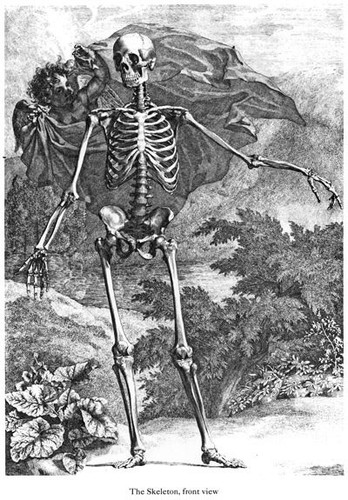 Poster ml37 vintage anatomia - ml37,