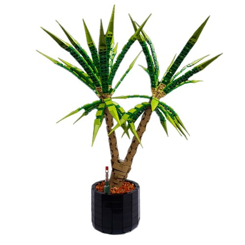 Dracaena marginata pianta da - pianta,