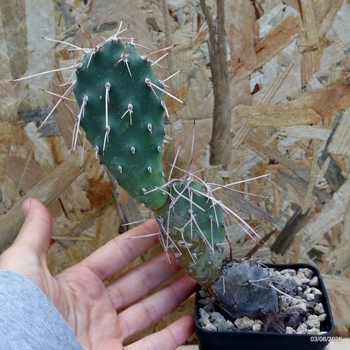 Opuntia sulphurea vaso - opuntia, cm