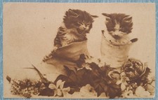 Cartolina Gattini Antica Kittendom Series Gran Bretagna 1920 da Sassari Sardegna