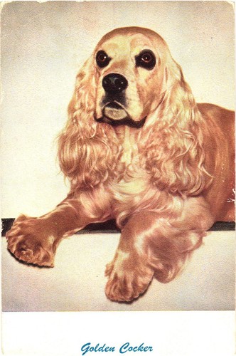 Cartolina adorabile golden - cartolina,