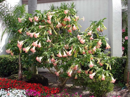 Semi brugmansia insignis - semi,