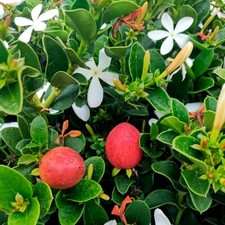 Piante di Carissa macrocarpa, Prugna del Natal, GelsominoAfricano C. grandiflora