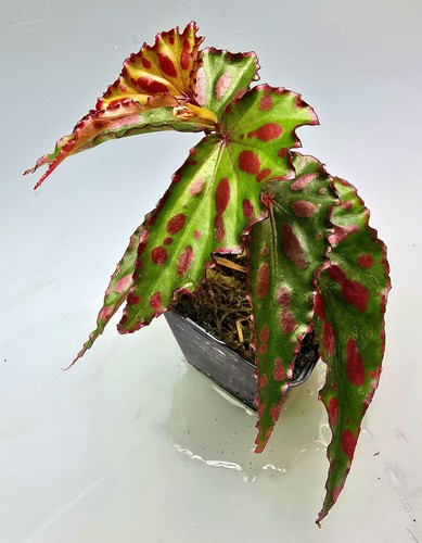 Bellissima begonia pink - ,