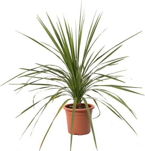 Dracaena indivisa piante - indivisa,