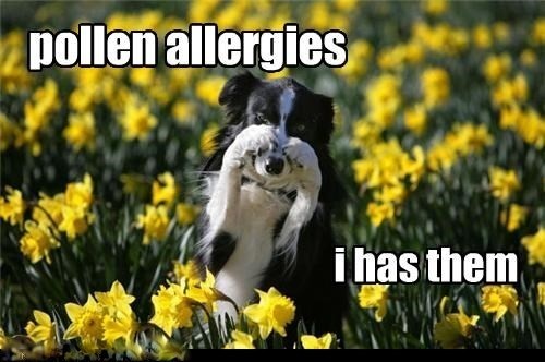 Border collie magnete - border,