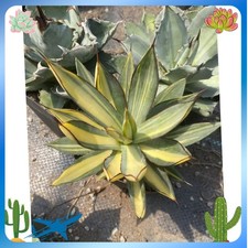 RareSucculents Agave Burnt
