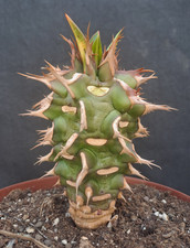 Euphorbia viguieri