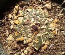 ARIOCARPUS KOTSCHOUBEYANUS v. MACDOWELLII from seed 2,5 CM! euphorbia aztekium