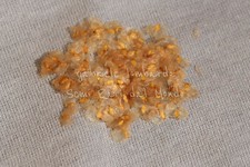 BETULLA - BETULA ALBA, 100