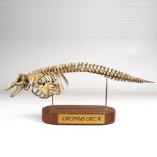 Orcinus orca modello scheletro