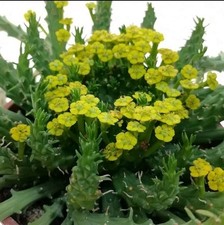 Euphorbia flanaganii CAUDEX