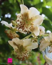 Pianta di KIWI GIALLO