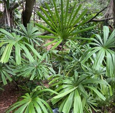 Golden licuala (Licuala